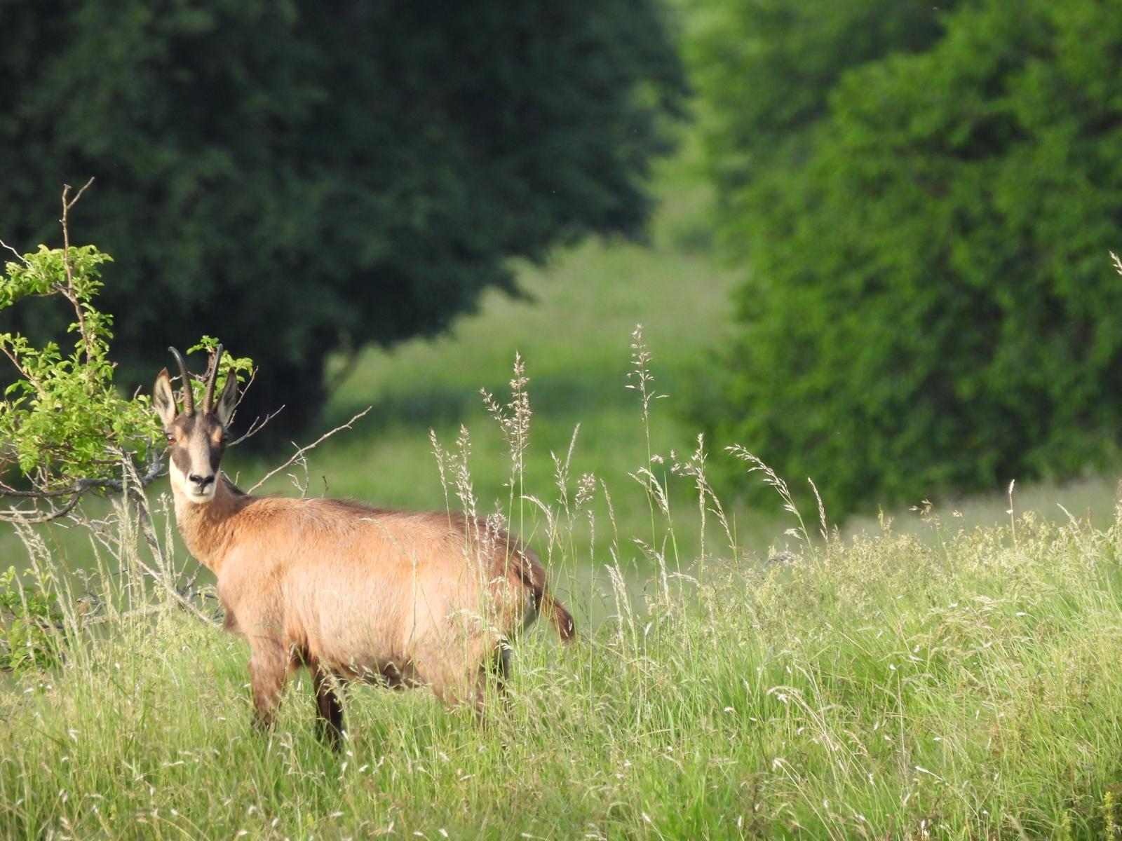Camoscio nel suo ambiente